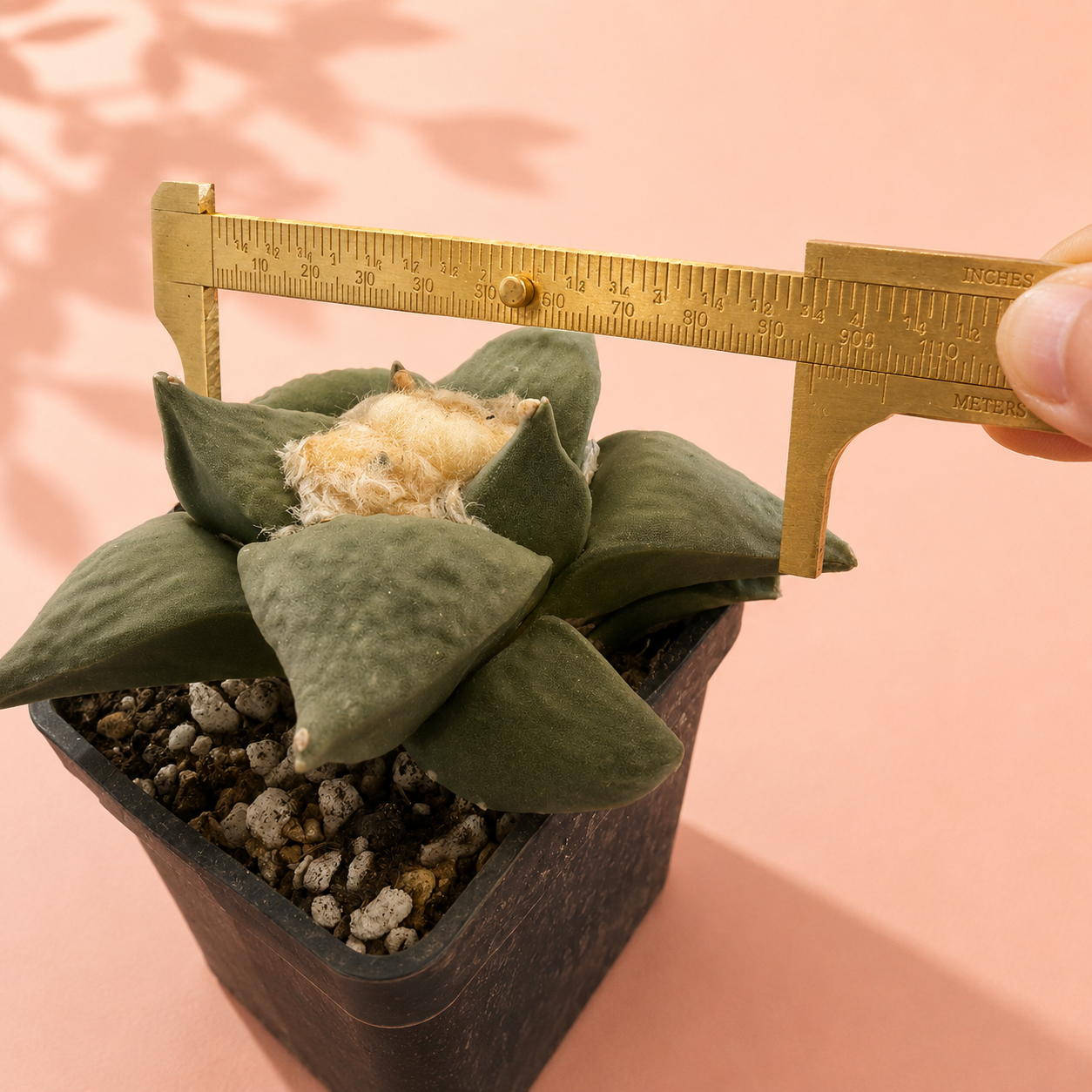 Rare Ariocarpus Retusus Live Cactus | Bare Root Collector Plant