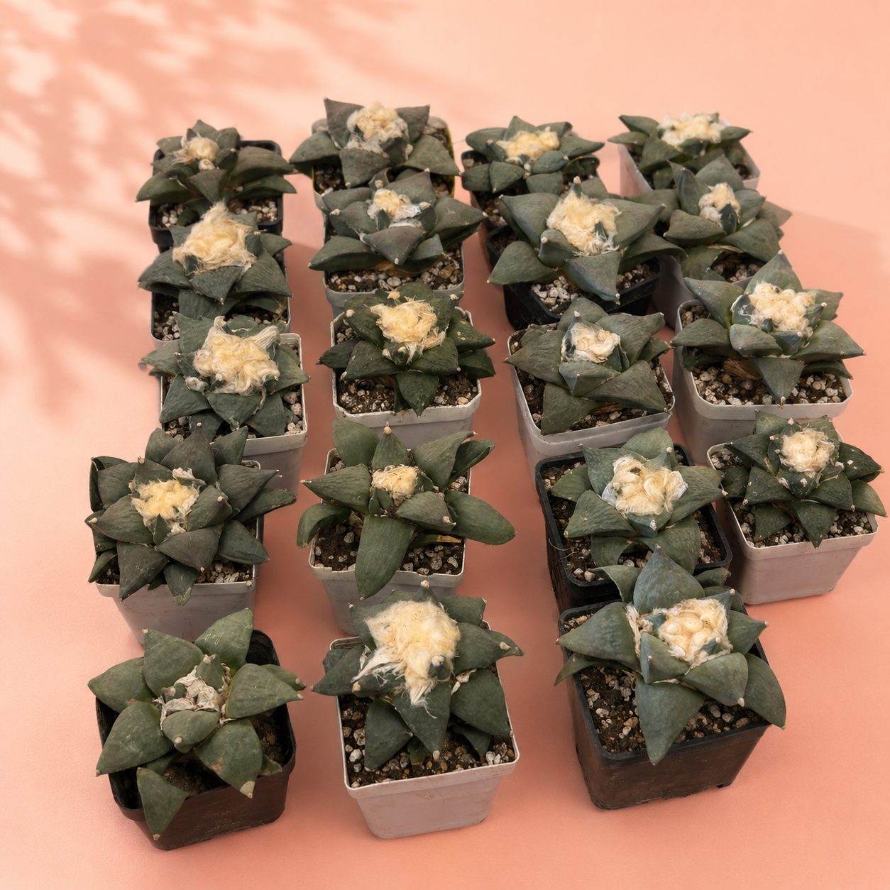 Rare Ariocarpus Retusus Live Cactus | Bare Root Collector Plant