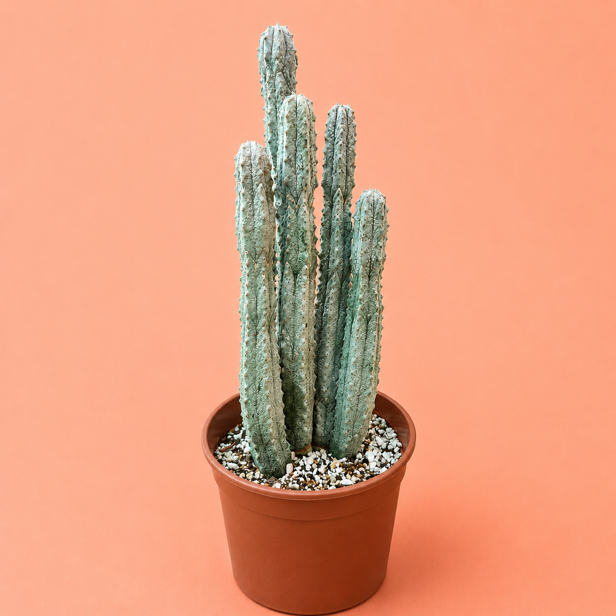 A tall columnar cactus with pale green-blue ribs in a small terracotta-colored plastic pot filled with white and gray gravel, set against a solid peach-pink background.