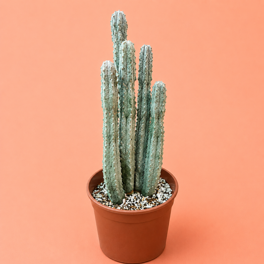 A tall columnar cactus with pale green-blue ribs in a small terracotta-colored plastic pot filled with white and gray gravel, set against a solid peach-pink background.