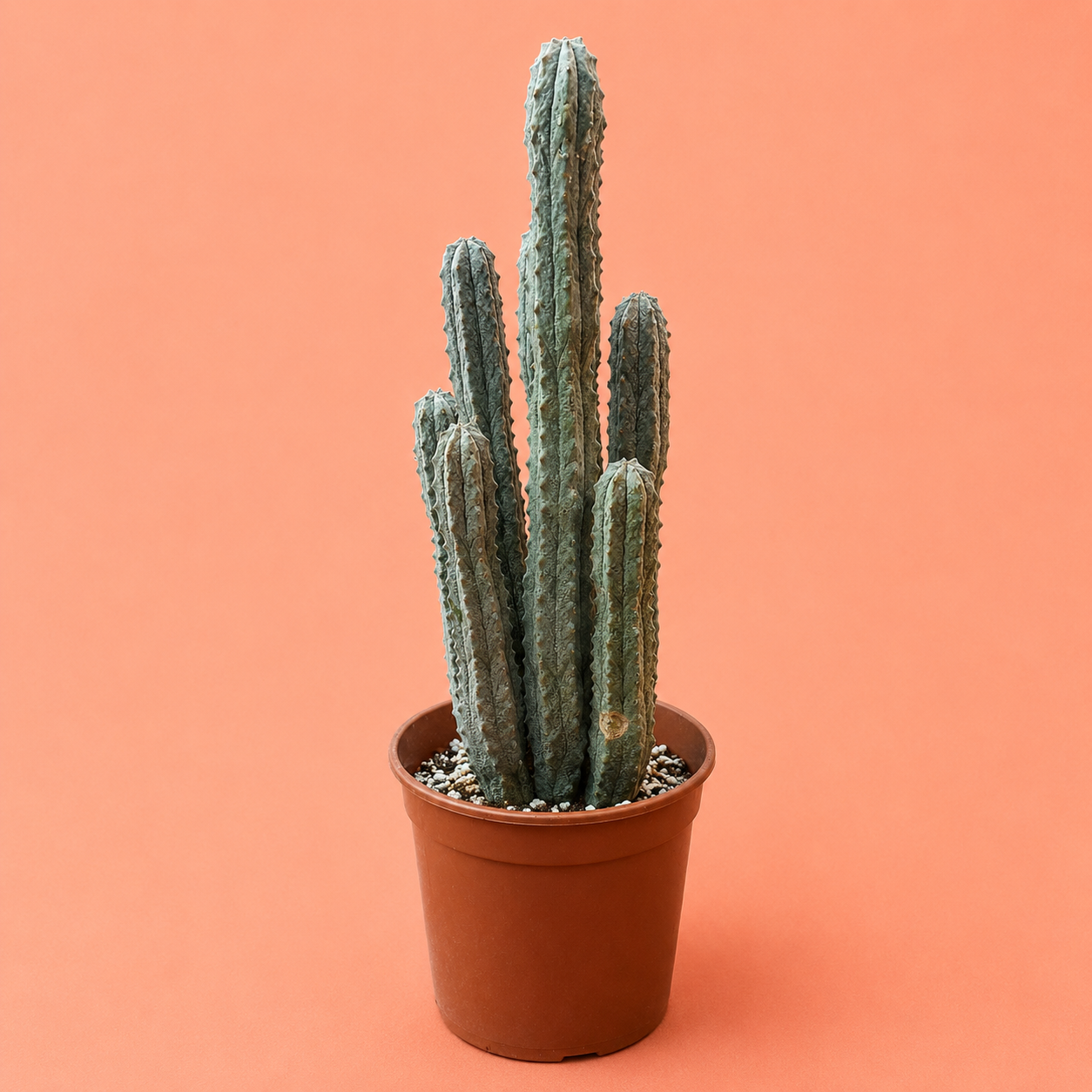 A tall green cactus with multiple upright arms in a small brown plastic pot, set against a solid peach-pink background.