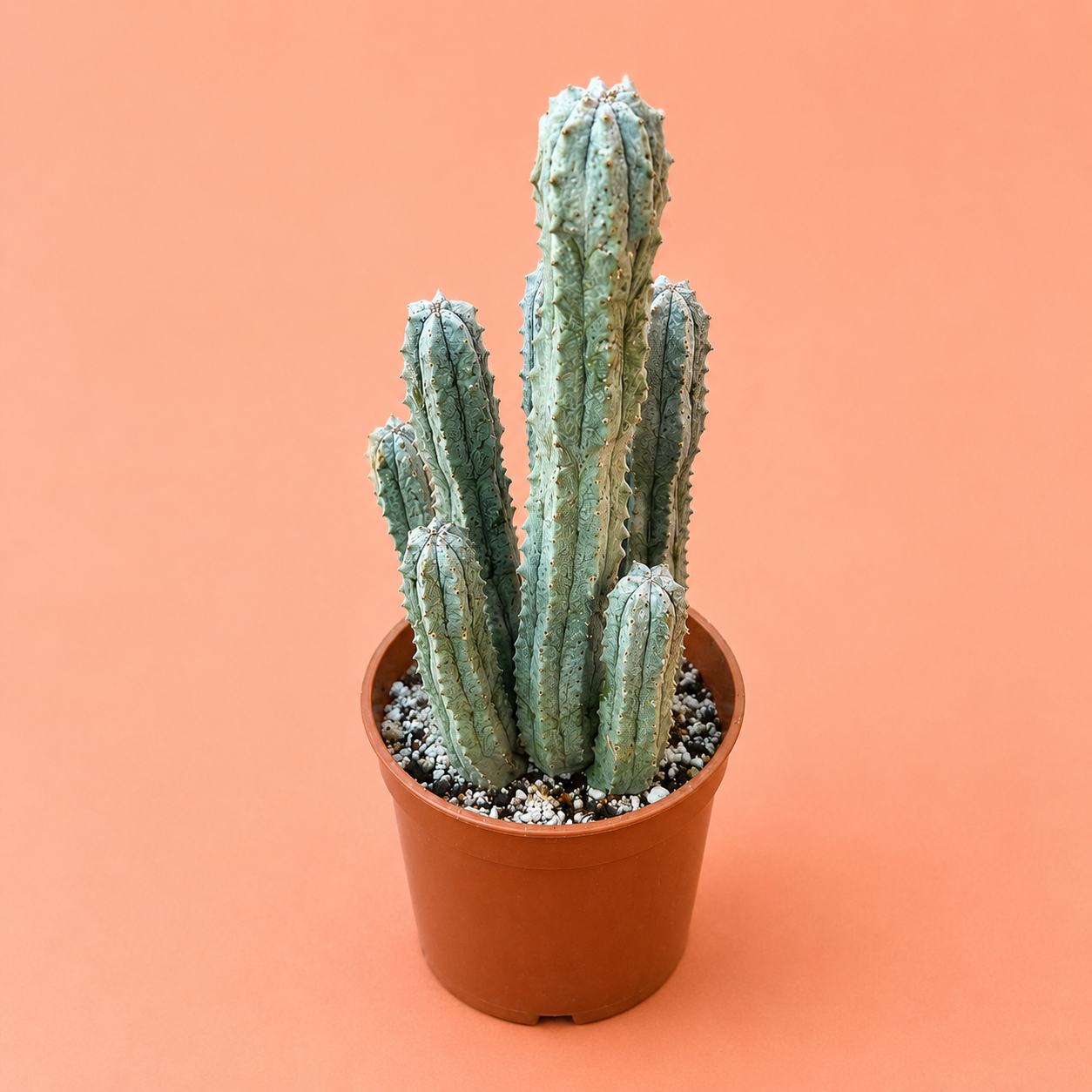 A small columnar cactus with pale green-blue ribs in a brown plastic nursery pot, set against a solid peach-pink background.
