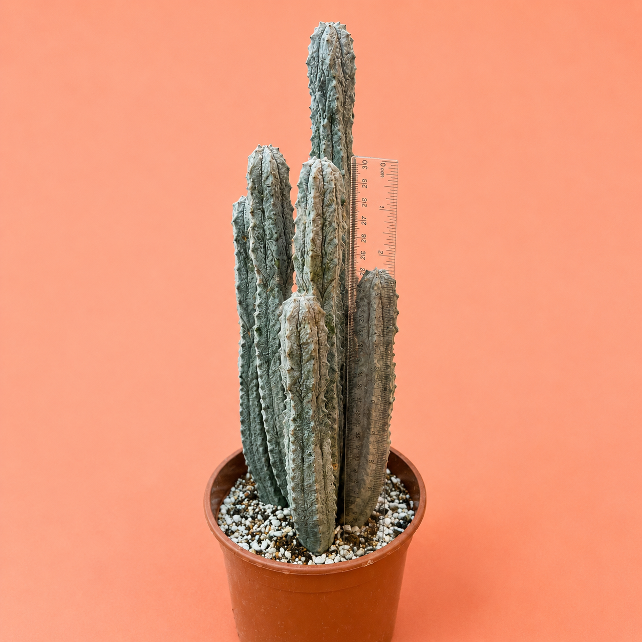 A tall, multi-stemmed cactus in a brown plastic pot filled with small white and gray gravel, photographed against a solid peach-pink background. A small ruler is placed behind the cactus for scale.