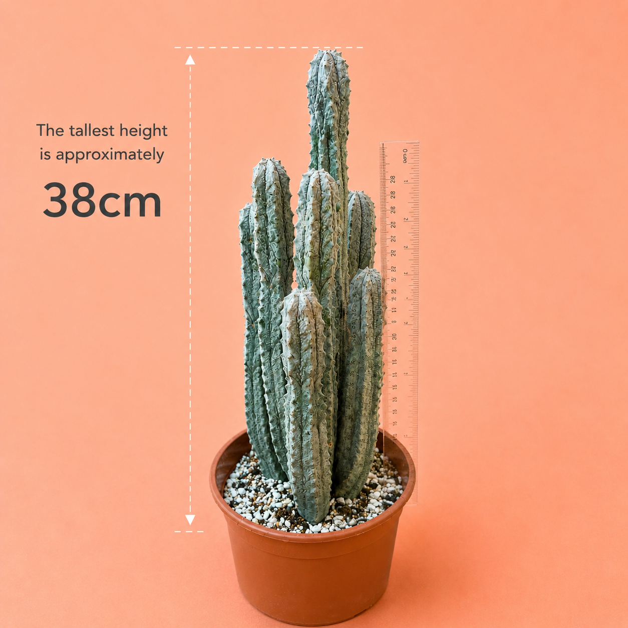 A potted cactus in a terracotta pot on a peach background, with text indicating the tallest height is approximately 38cm and a ruler standing beside it for scale.
