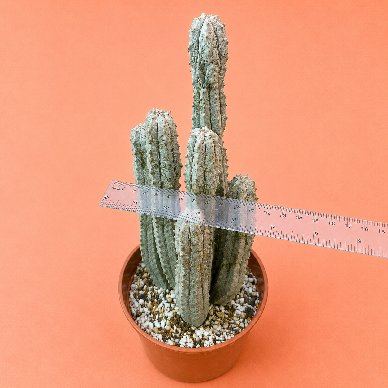 A tall columnar cactus in a small terracotta pot with white and gray gravel, shown with a clear plastic ruler across the center to indicate size, against a solid peach background.