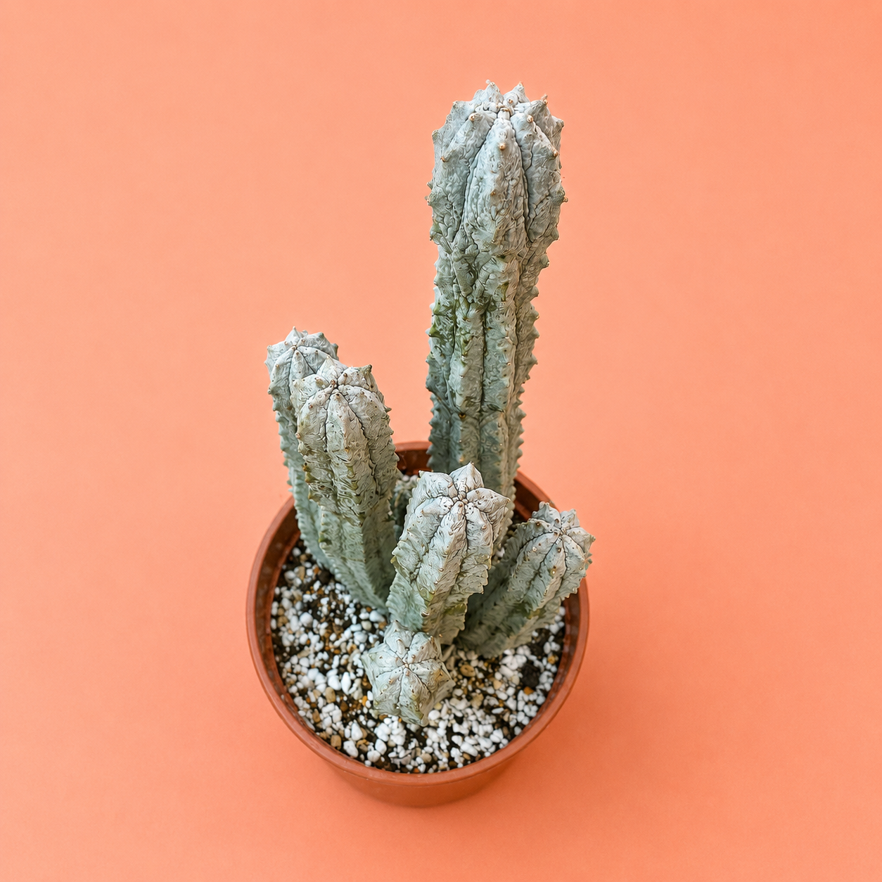 A small potted cactus with three upright, ribbed stems in a terracotta-colored pot filled with white and brown gravel, set against a solid peach-orange background.