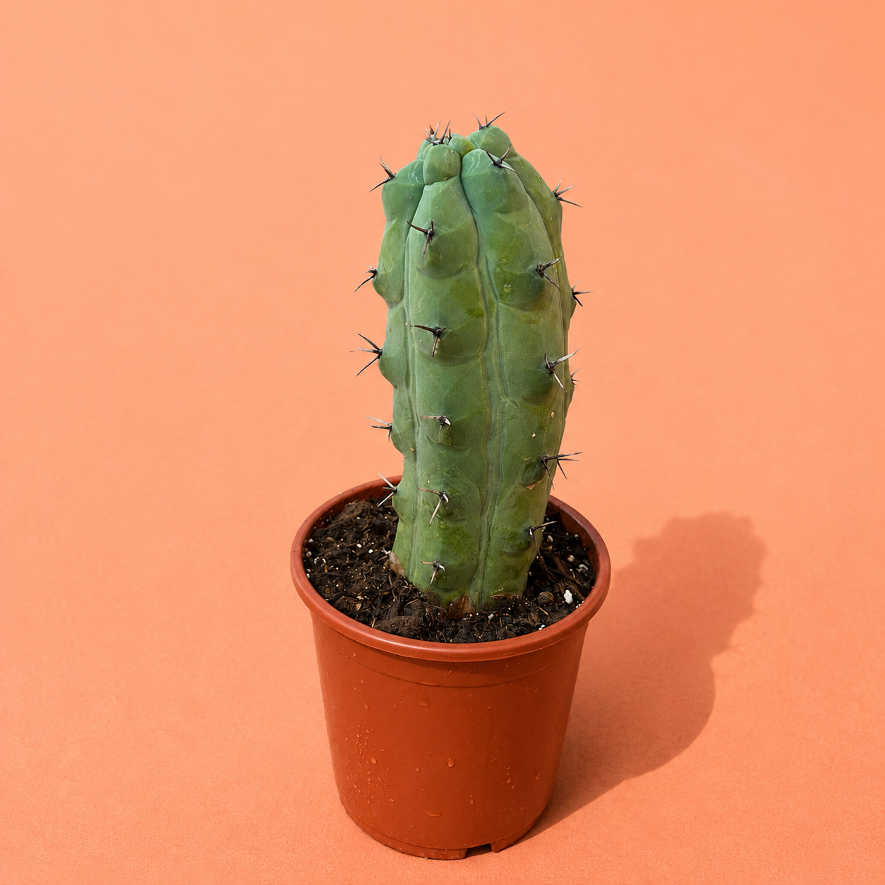 Rare Giant Trichocereus Pachanoi f. Mostruosa | One-of-a-Kind Collector Cactus