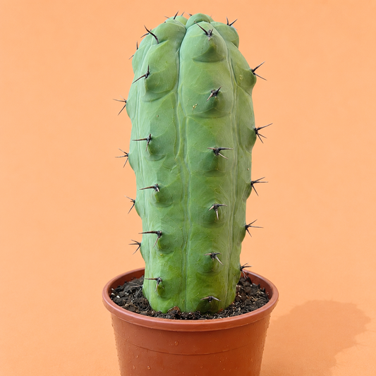 Rare Giant Trichocereus Pachanoi f. Mostruosa | One-of-a-Kind Collector Cactus