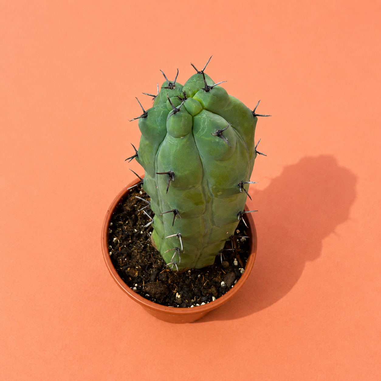 Rare Giant Trichocereus Pachanoi f. Mostruosa | One-of-a-Kind Collector Cactus