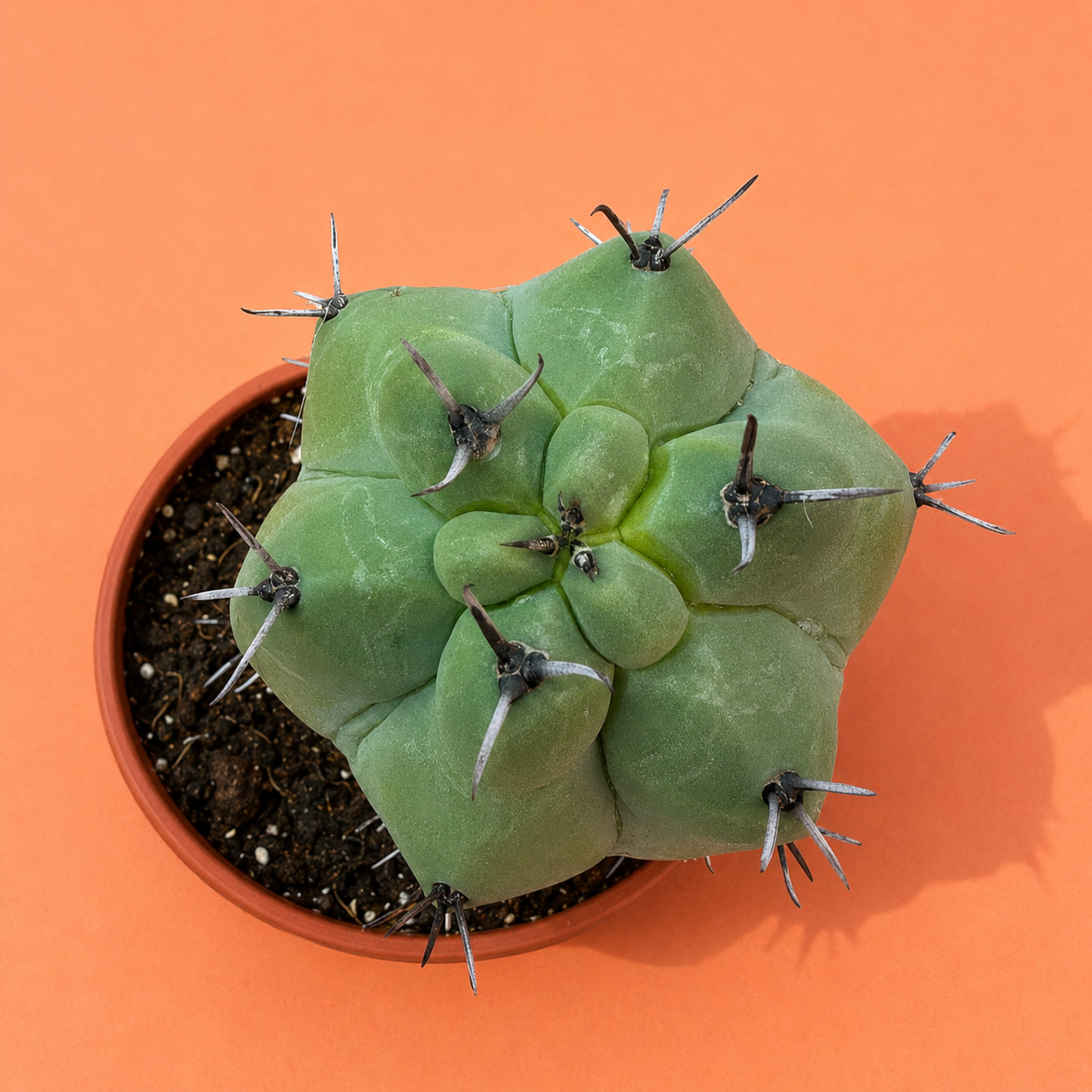 Rare Giant Trichocereus Pachanoi f. Mostruosa | One-of-a-Kind Collector Cactus
