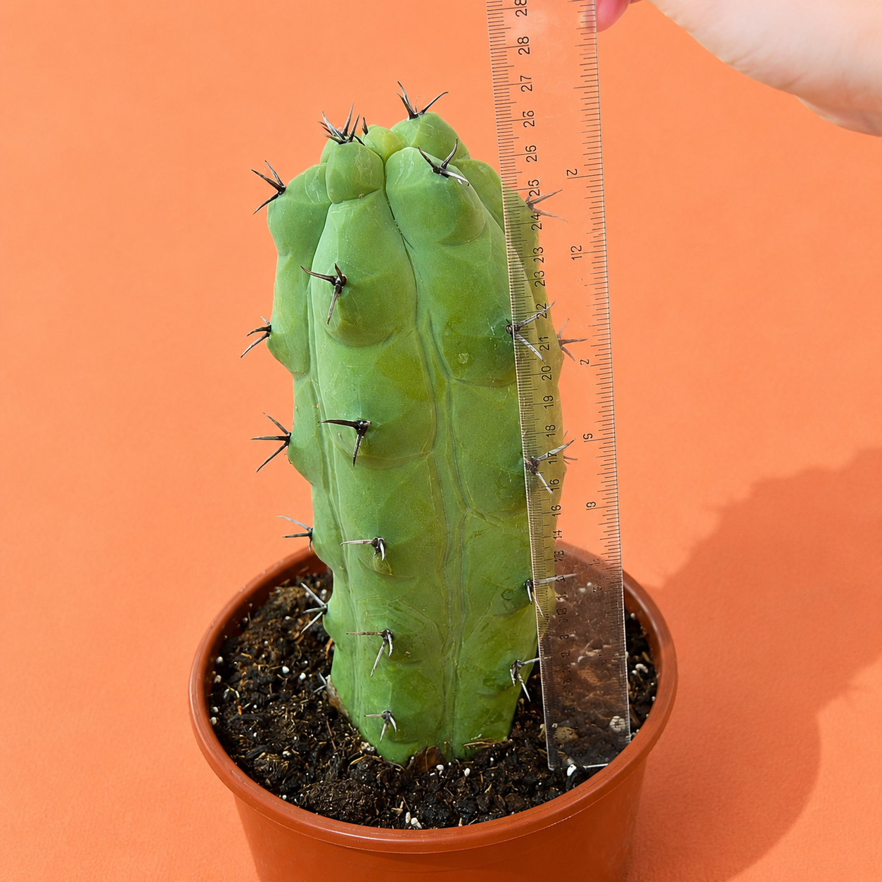 Rare Giant Trichocereus Pachanoi f. Mostruosa | One-of-a-Kind Collector Cactus