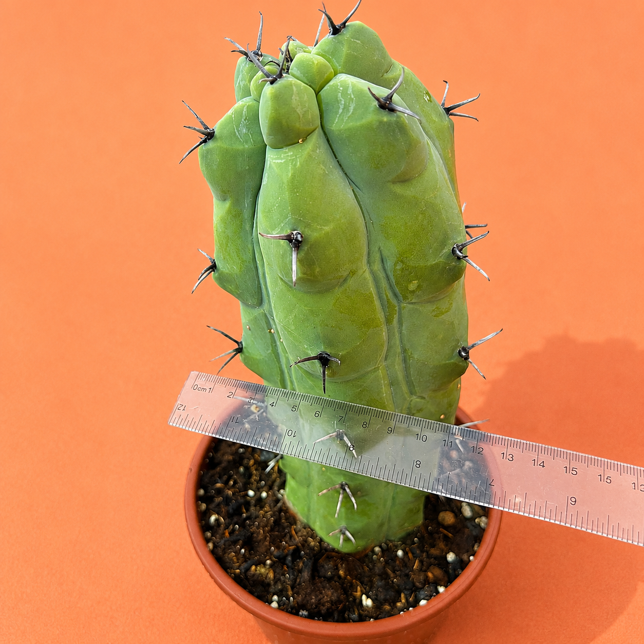 Rare Giant Trichocereus Pachanoi f. Mostruosa | One-of-a-Kind Collector Cactus