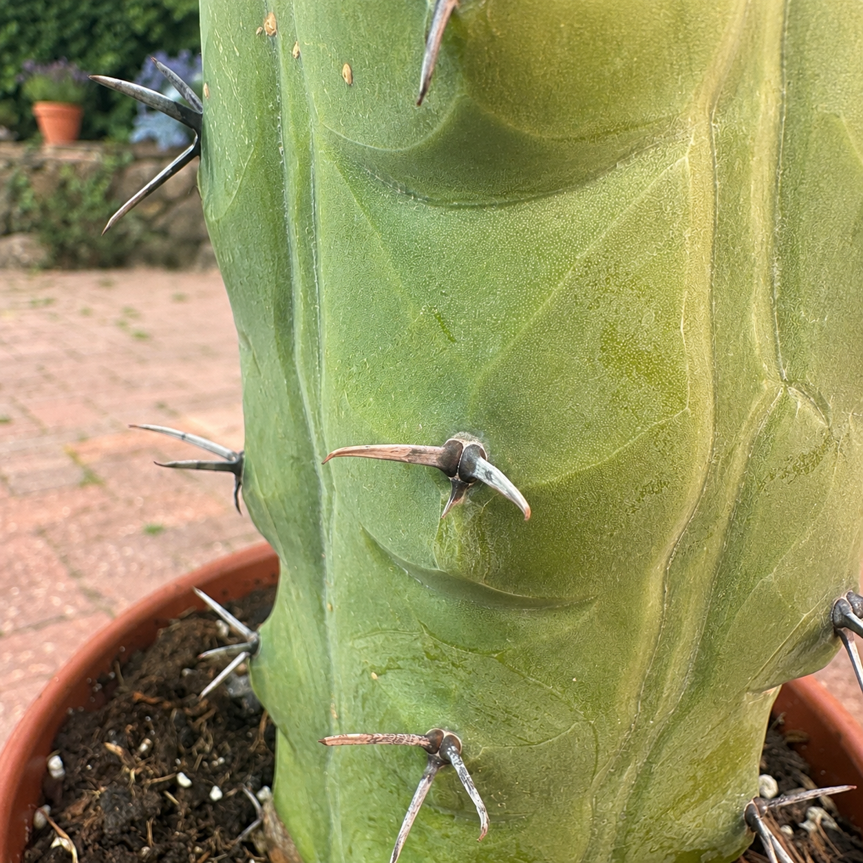 Rare Giant Trichocereus Pachanoi f. Mostruosa | One-of-a-Kind Collector Cactus