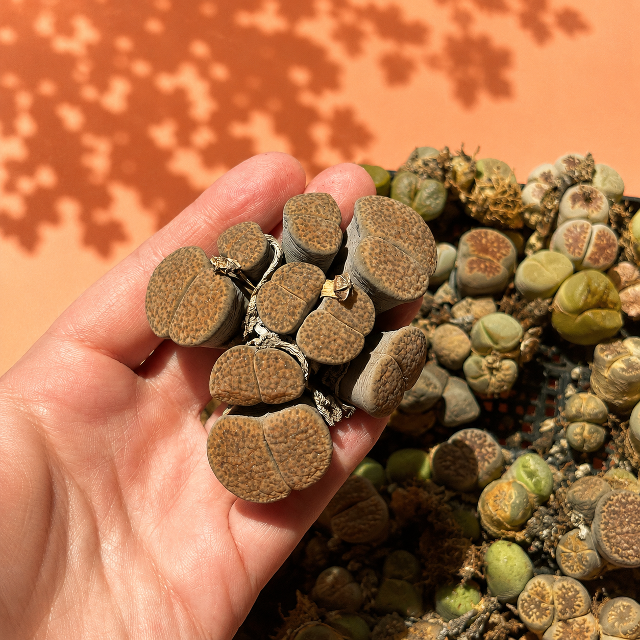 A hand holding several small brownish-green Lithops succulents, with more of the same visible in the background against a warm orange surface with leaf shadows.