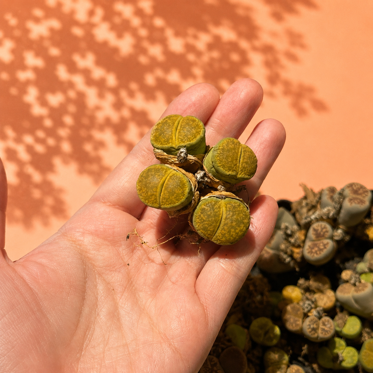 A hand holding four small, round, olive-green succulent plantlets against a warm terracotta background with leaf shadows.