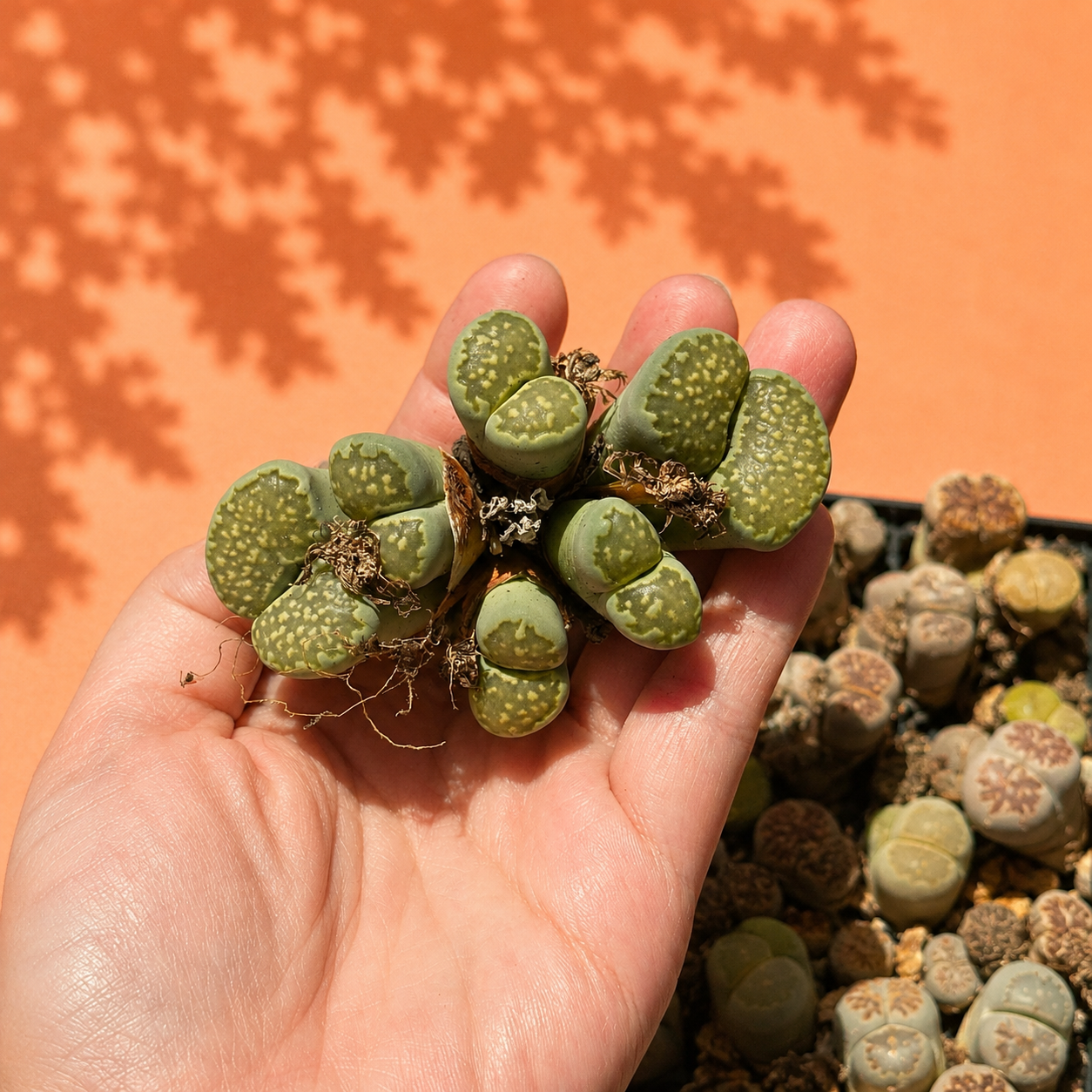 Rare Lithops Mother Plant Multi Head Living Stones Bare Root