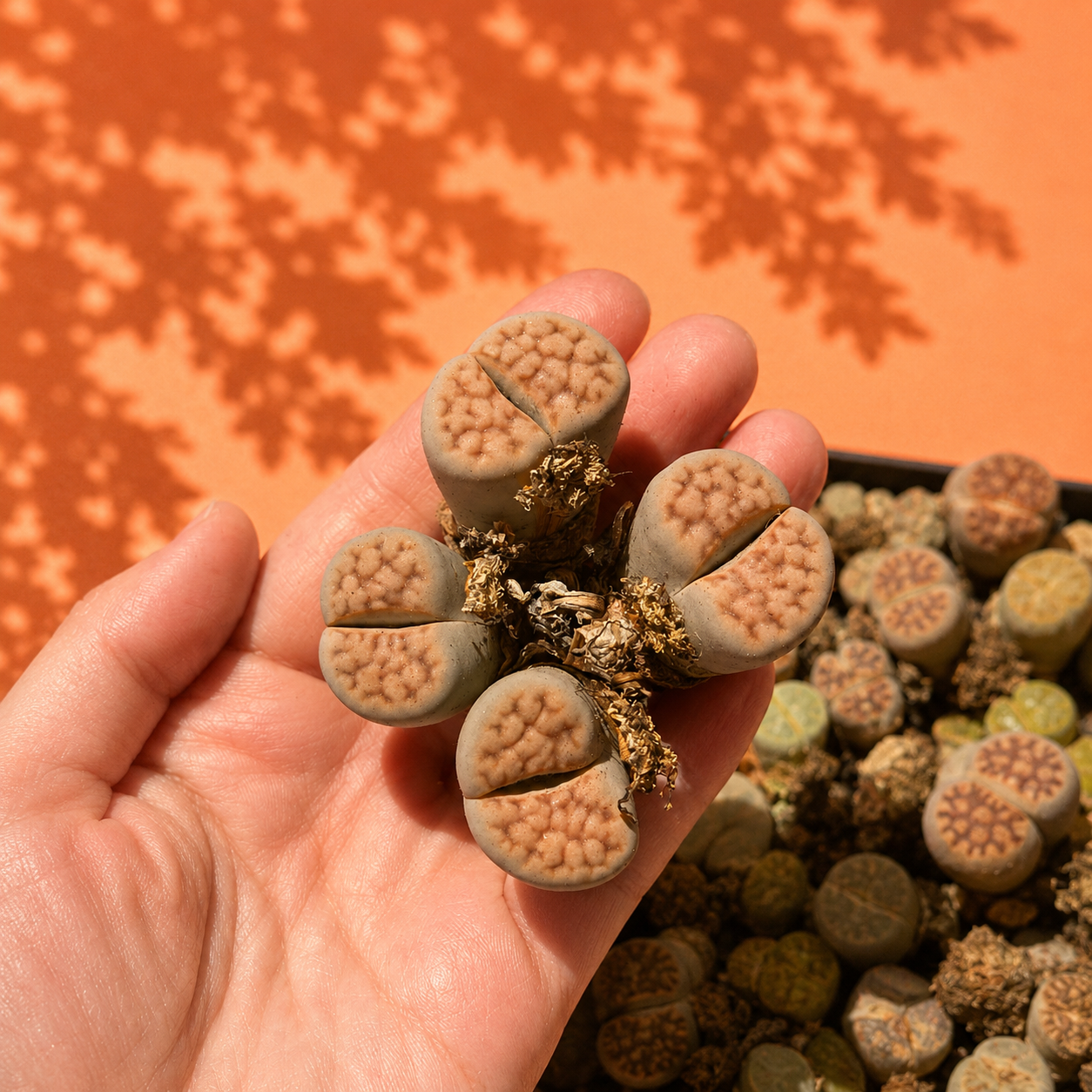 Rare Lithops Mother Plant Multi Head Living Stones Bare Root