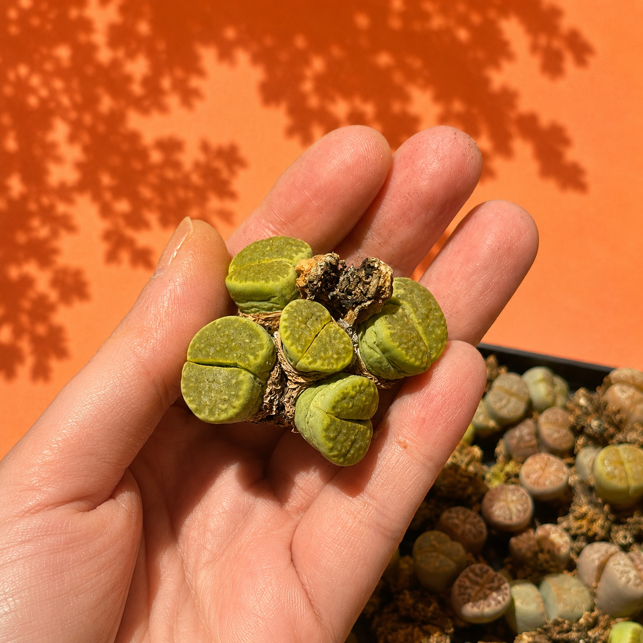 Rare Lithops Mother Plant Multi Head Living Stones Bare Root