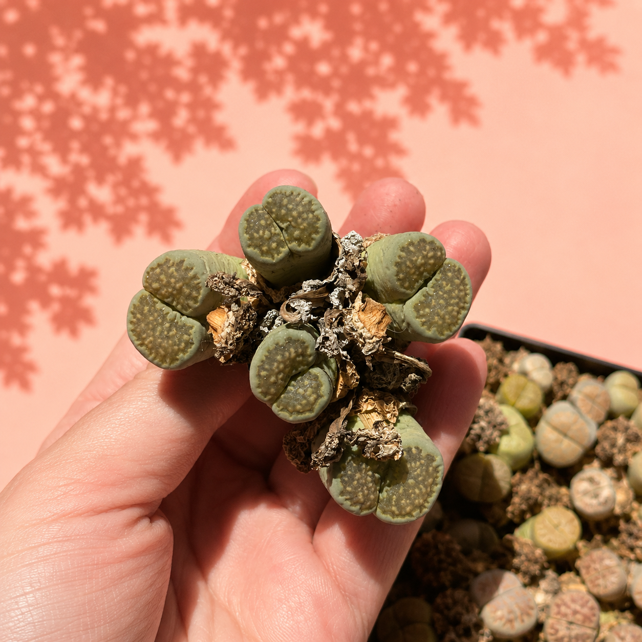 Rare Lithops Mother Plant Multi Head Living Stones Bare Root