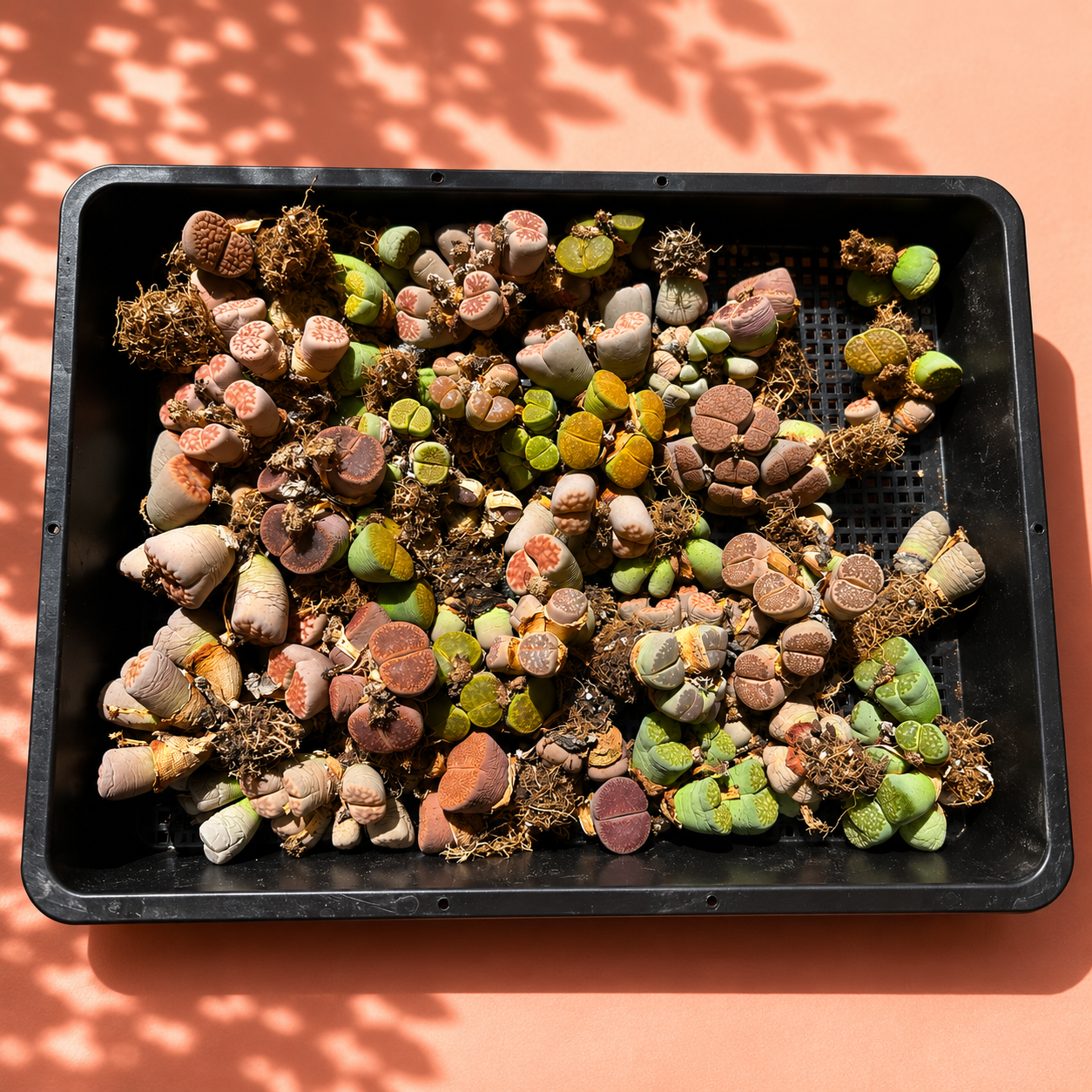 Rare Lithops Mother Plant Multi Head Living Stones Bare Root