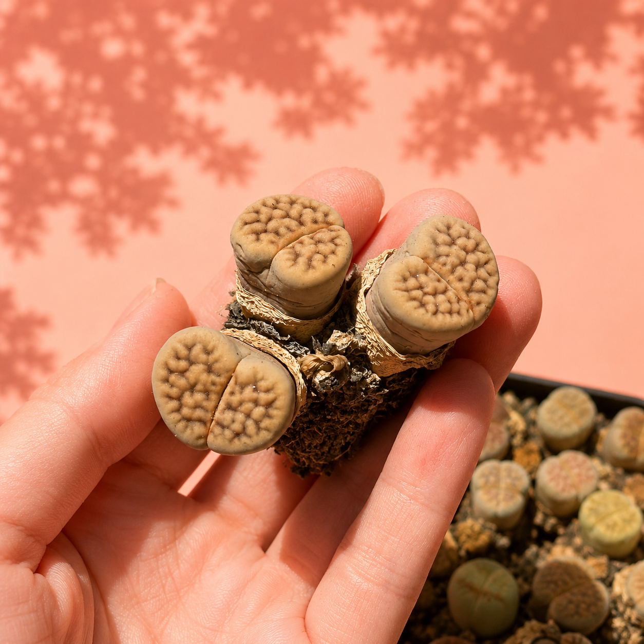Rare Lithops Mother Plant Multi Head Living Stones Bare Root
