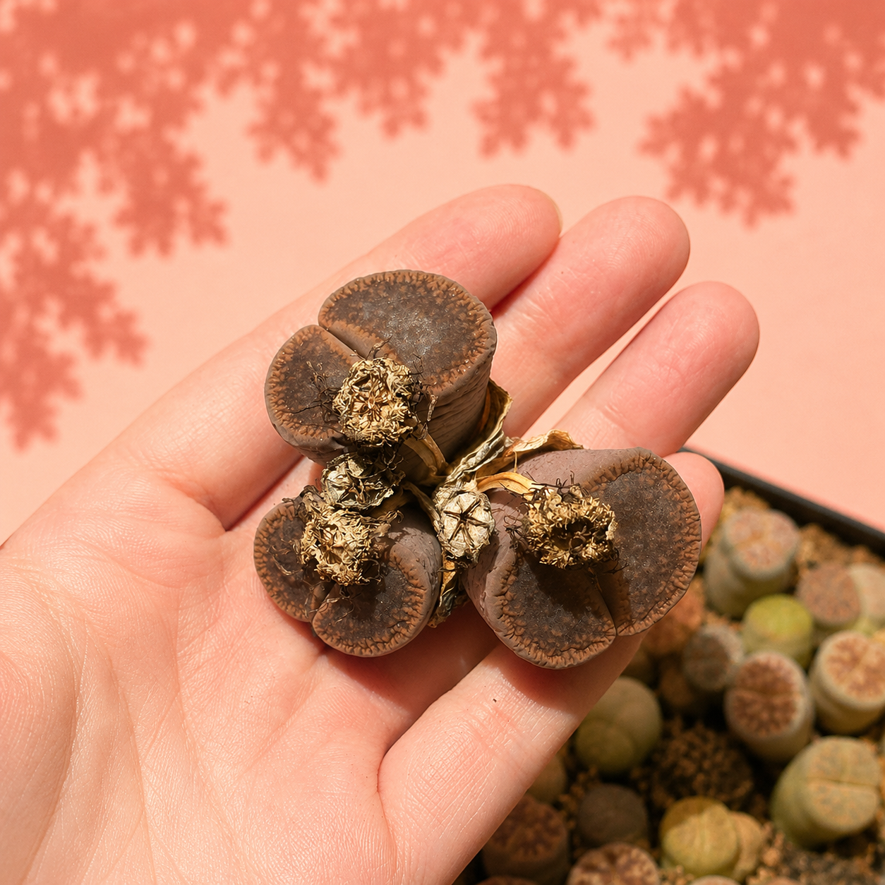 Rare Lithops Mother Plant Multi Head Living Stones Bare Root
