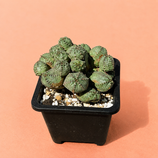 A small green succulent cactus plant in a square black plastic pot filled with white and tan pebbles, set against a solid peach-colored background.