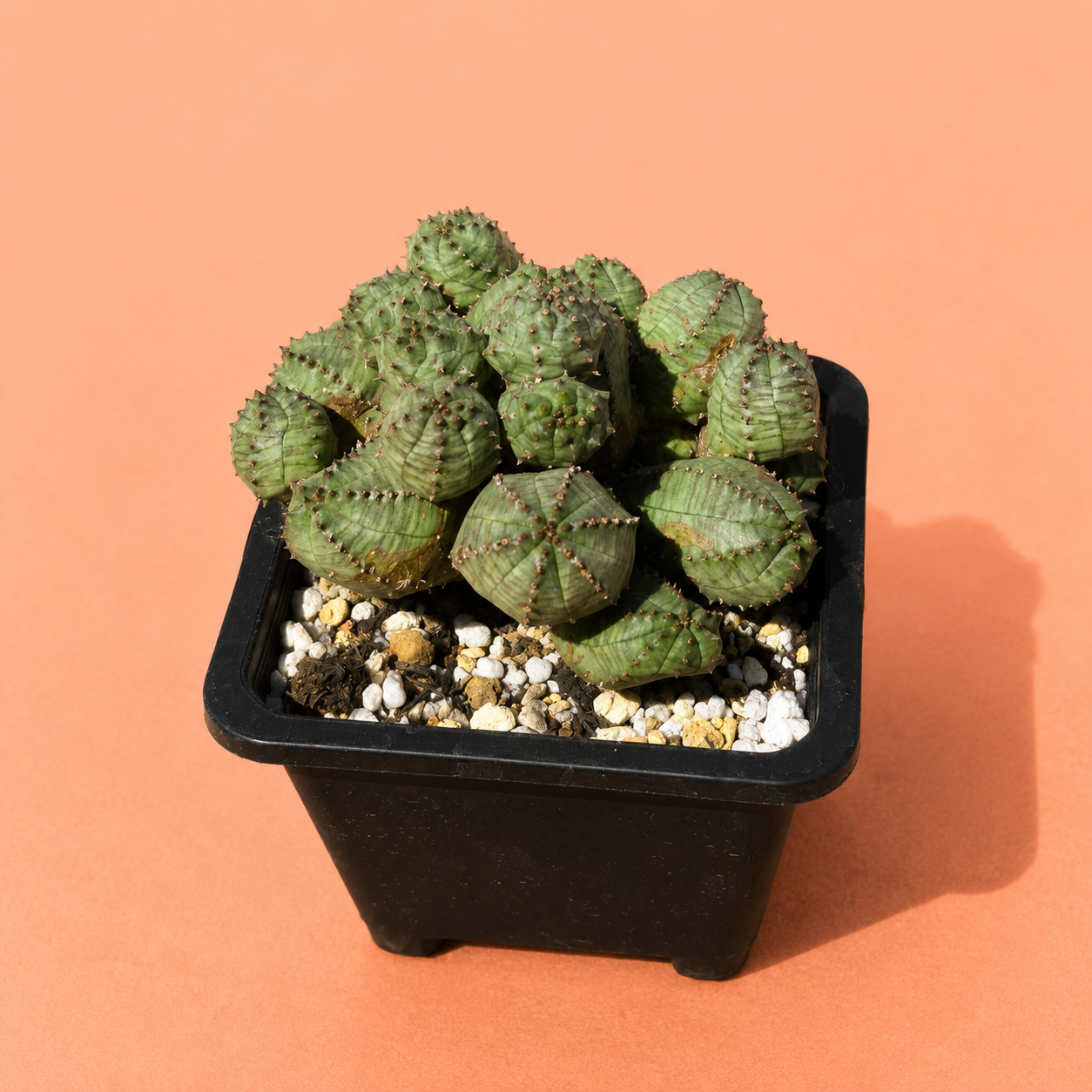 A small green succulent cactus plant in a black square plastic pot filled with white and tan gravel, photographed on a solid peach-orange background.