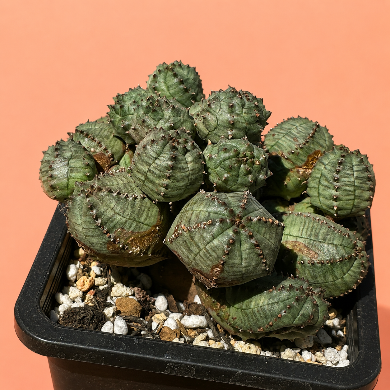 A green succulent cactus plant with ribbed, rounded stems and small brown spines, potted in a black plastic tray filled with white and tan gravel, set against a solid peach background.