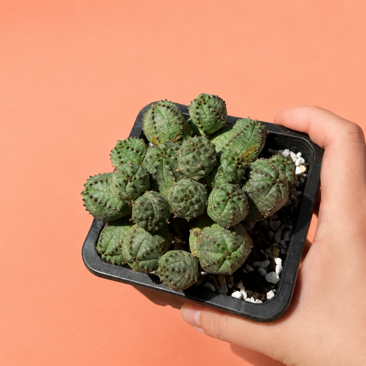 A small green succulent plant in a black square nursery tray with white pebbles, held by a person's hand against a solid peach background.