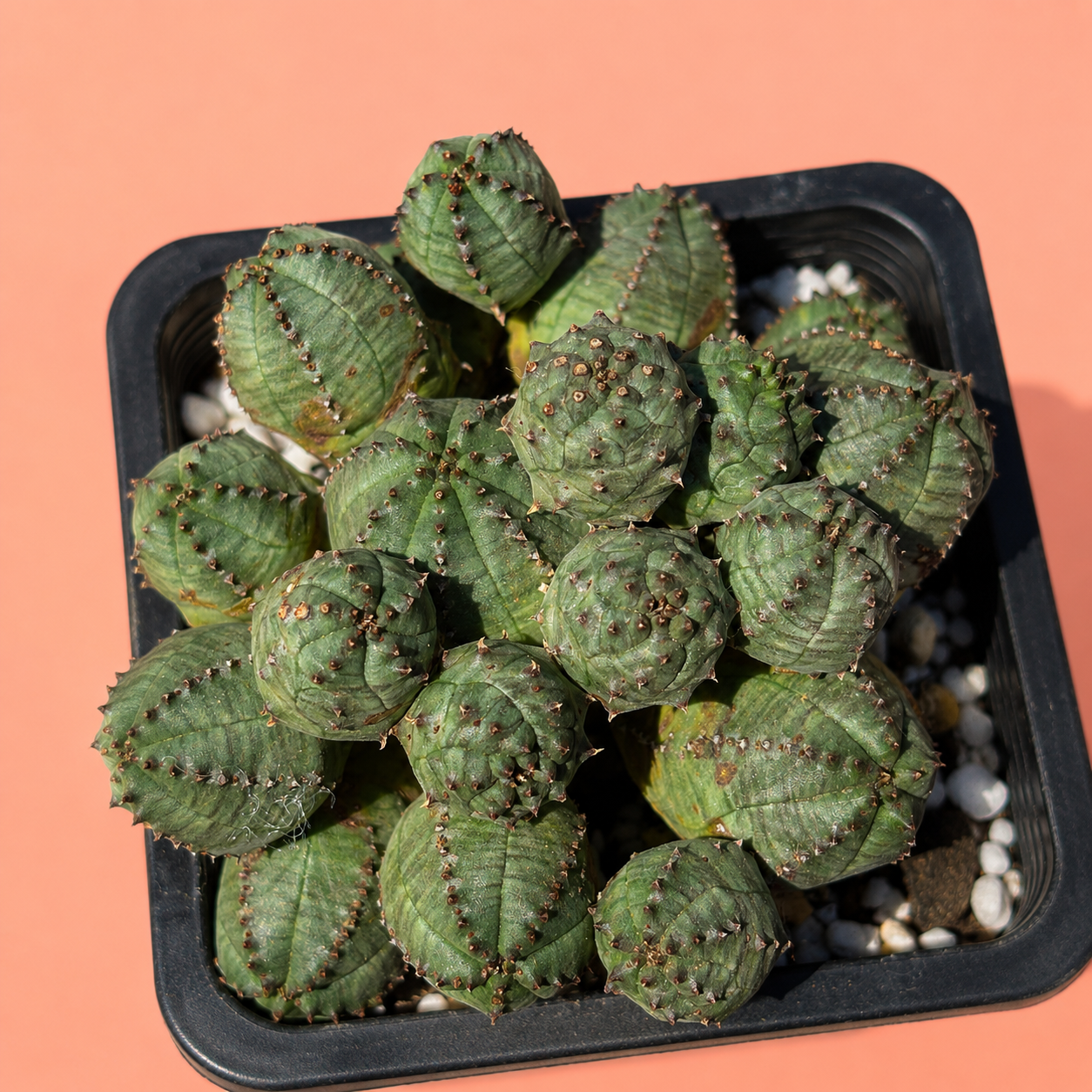 A cluster of green, ribbed succulent cactus stems with small dark spines, potted in a black square tray filled with white pebbles, set against a solid peach background.