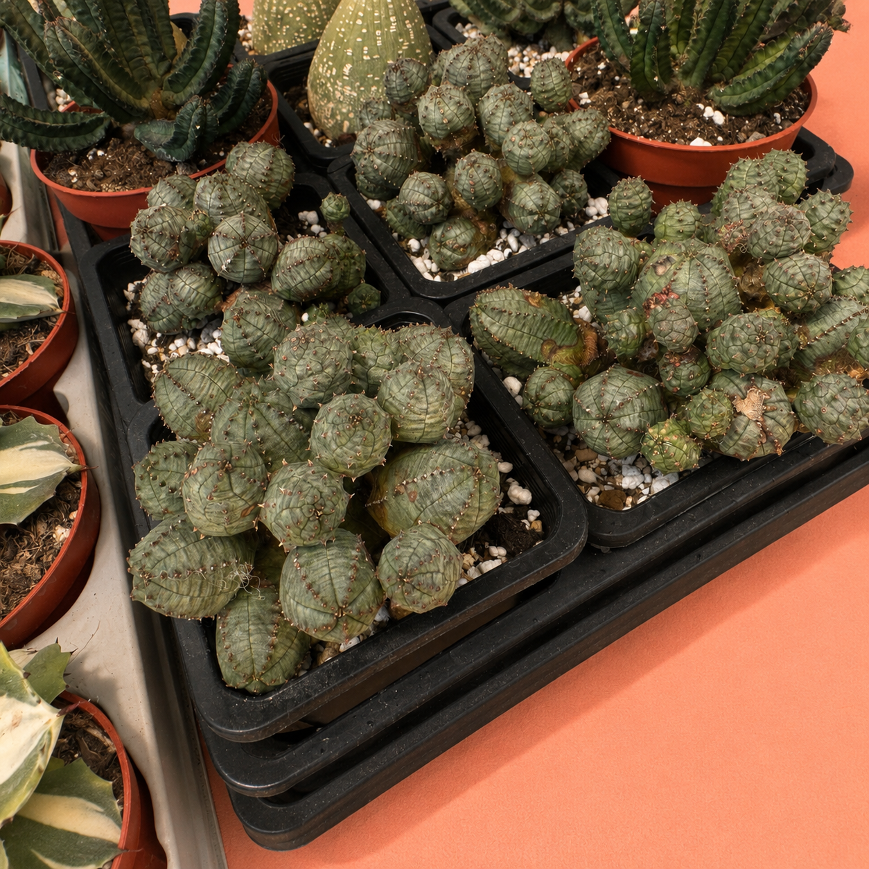 Several small green cacti and succulents in black plastic starter trays with white perlite, arranged on a peach-colored surface alongside other potted plants.