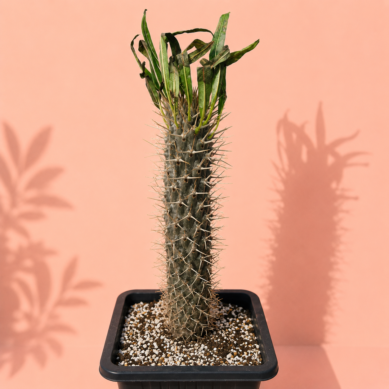 Rare Pachypodium Lamerei Madagascar Palm Caudex Succulent Plant 25-30cm
