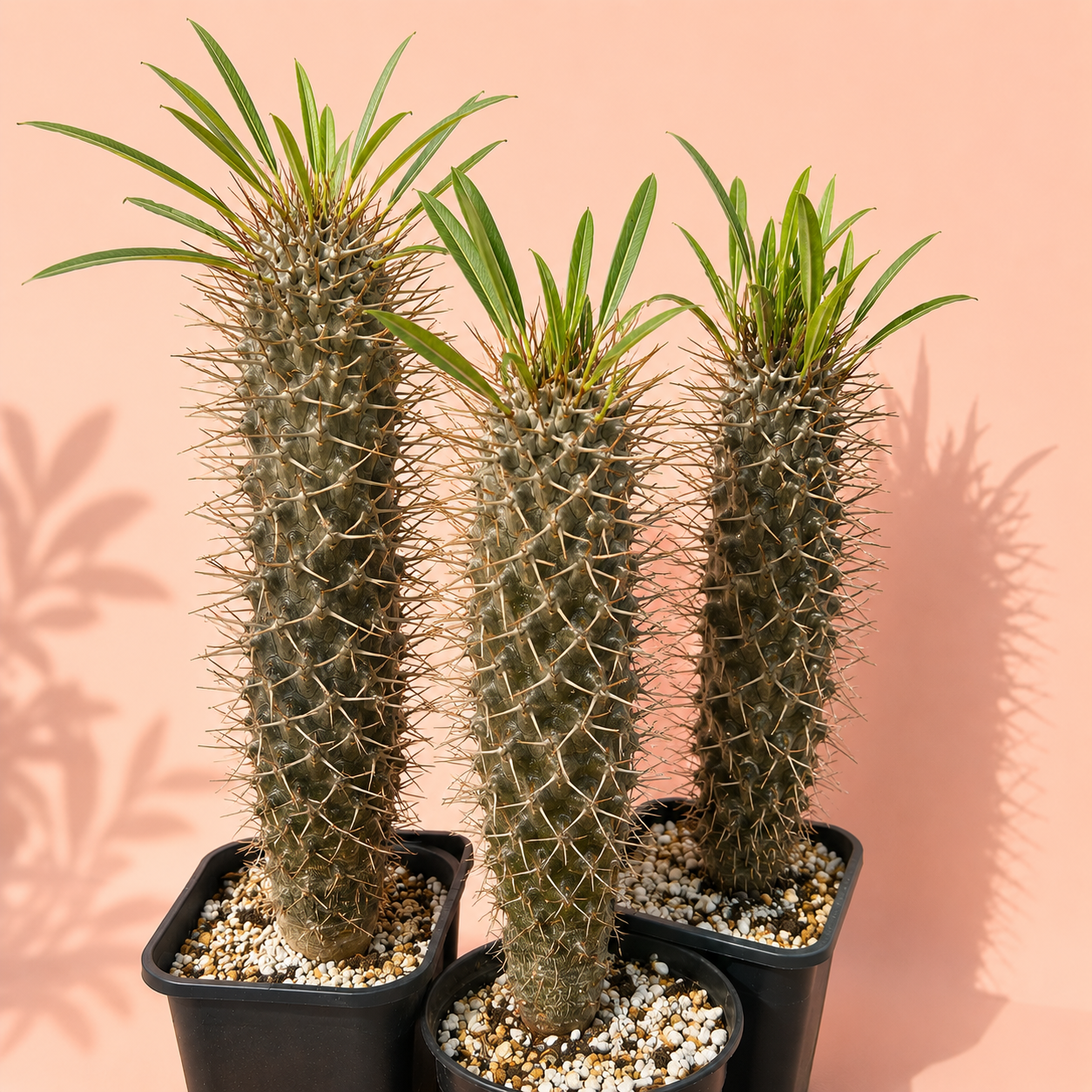 Three potted Euphorbia hybrid cacti with tall, ribbed green-gray stems covered in sharp spines and narrow green leaves at the top, planted in black pots with white and beige gravel against a peach-pink background with leaf shadows.
