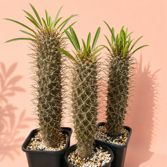 Three potted Euphorbia hybrid cacti with tall, ribbed green-gray stems covered in sharp spines and narrow green leaves at the top, planted in black pots with white and beige gravel against a peach-pink background with leaf shadows.