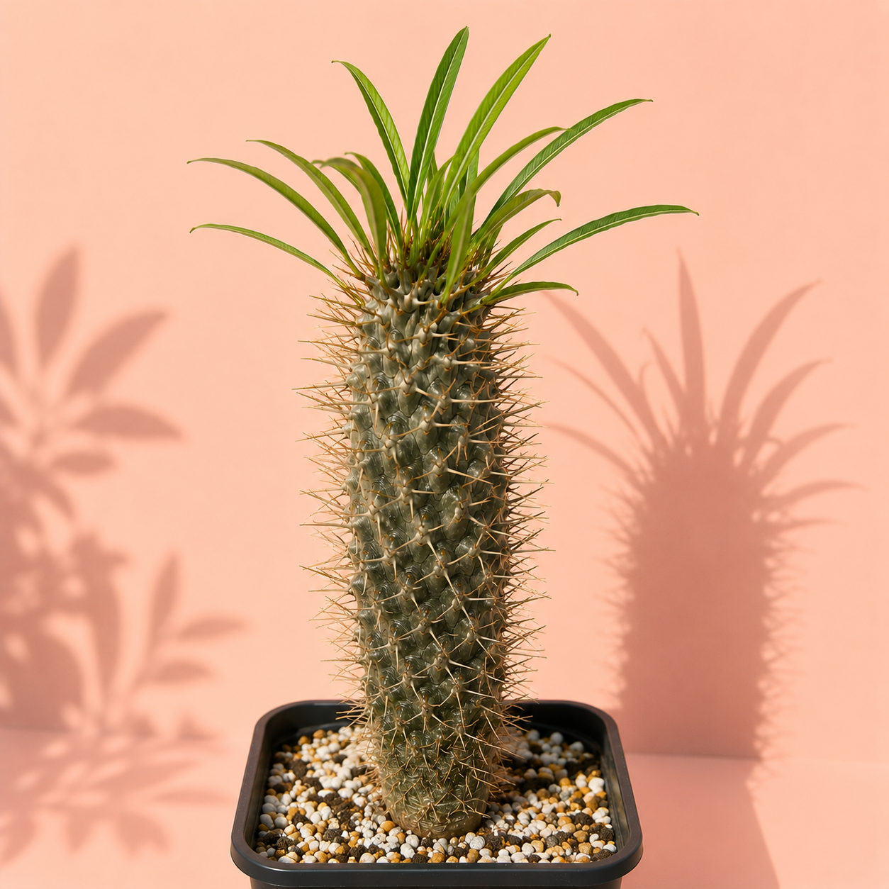 A tall columnar succulent cactus with green leaves at the top, planted in a black square pot filled with small white and tan pebbles, set against a peach-pink background with leaf shadows cast on the wall.