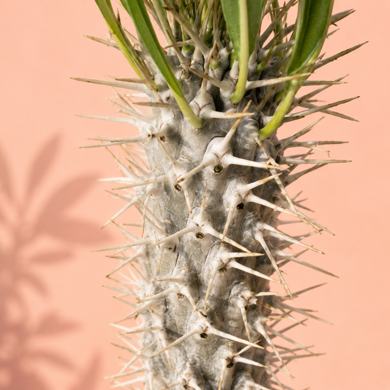 A close-up of a spiky succulent plant with pale gray-white thorns and green leaves, set against a soft peach background with a leaf shadow.