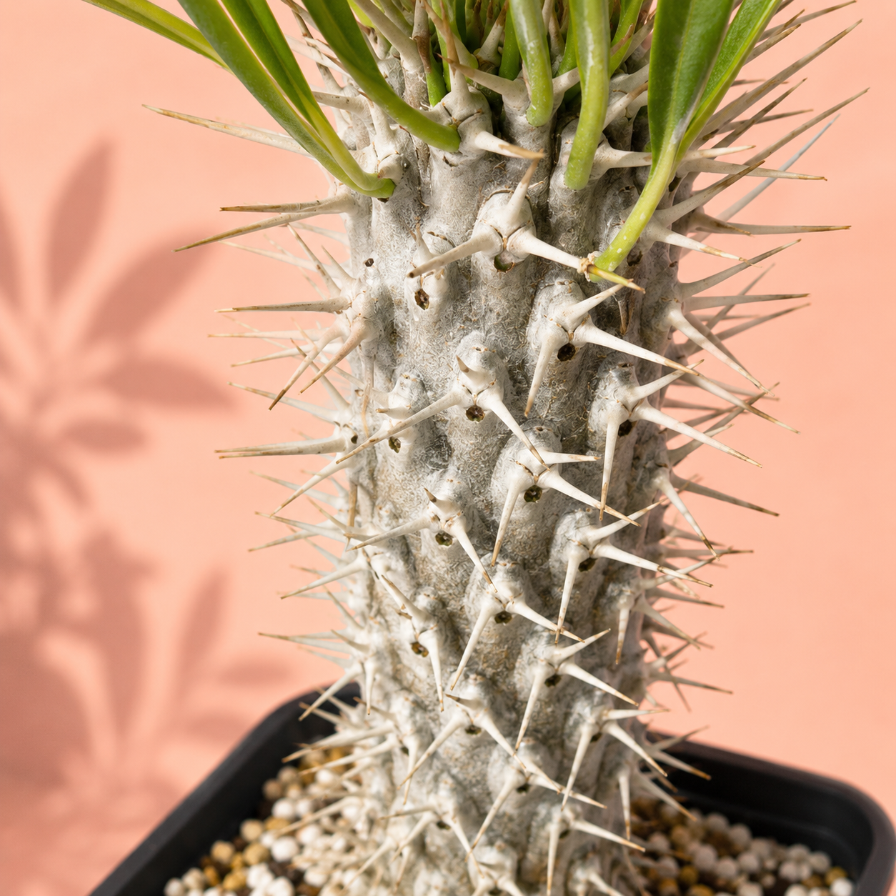 A close-up of a spiky succulent plant with a thick gray-white stem covered in sharp pale spines and green leaves at the top, potted in a black container against a peach background with leaf shadows.