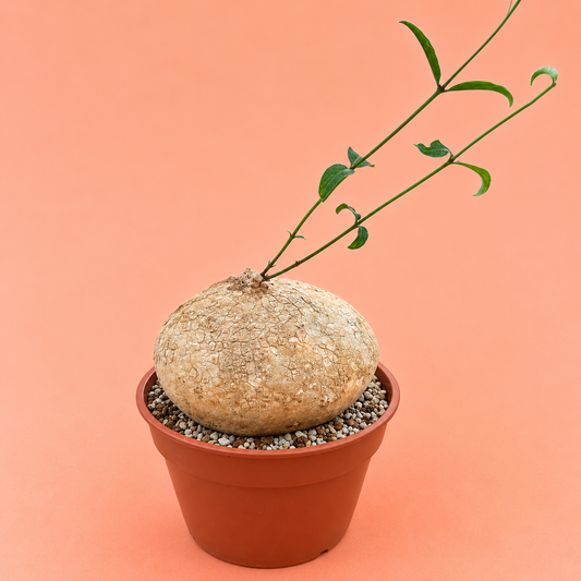 A potted uvetia plant with a large textured beige tuber and a small green leafy stem, shown in a terracotta-colored plastic pot against a solid peach background.