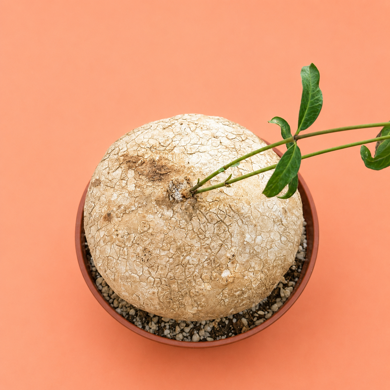 A potted cactus or succulent with a large textured beige bulb and two green stems, shown from above in a terracotta-colored pot against a solid peach background.