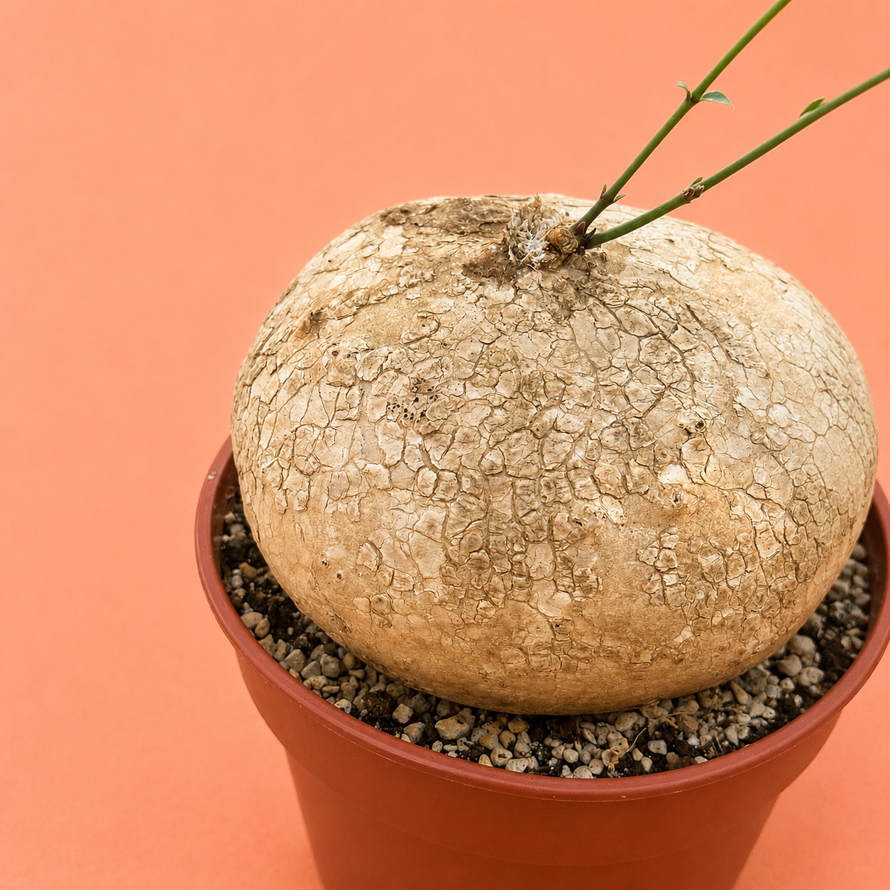 A potted Euphorbia plant with a large, textured, cracked beige bulbous stem and small green shoots, set in a terracotta-colored plastic pot against a solid peach background.