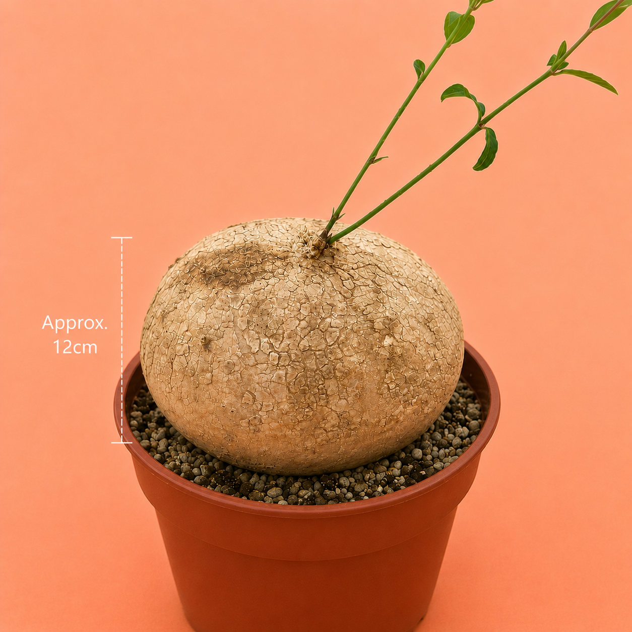 A potted succulent plant with a large, textured beige-brown bulbous stem and small green leaves, shown in a terracotta-colored plastic pot against a solid peach background. A white dimension line on the left indicates the height is approximately 12cm.