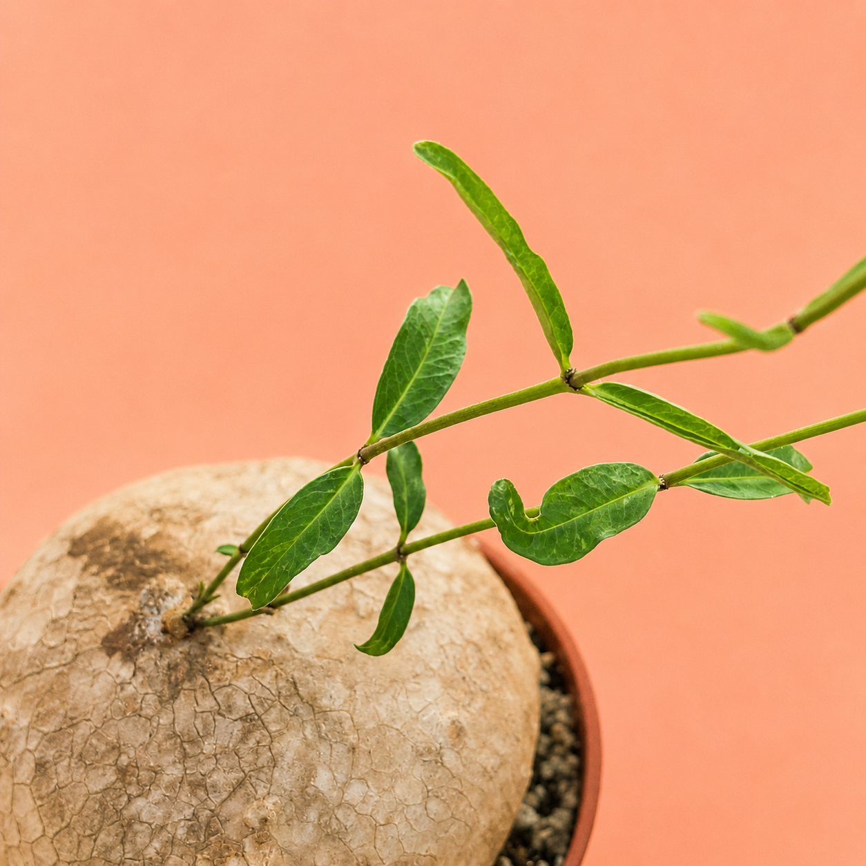 A close-up of a green plant sprig with narrow leaves emerging from a textured beige bulb or stone, set in a small terracotta pot against a solid peach-pink background.