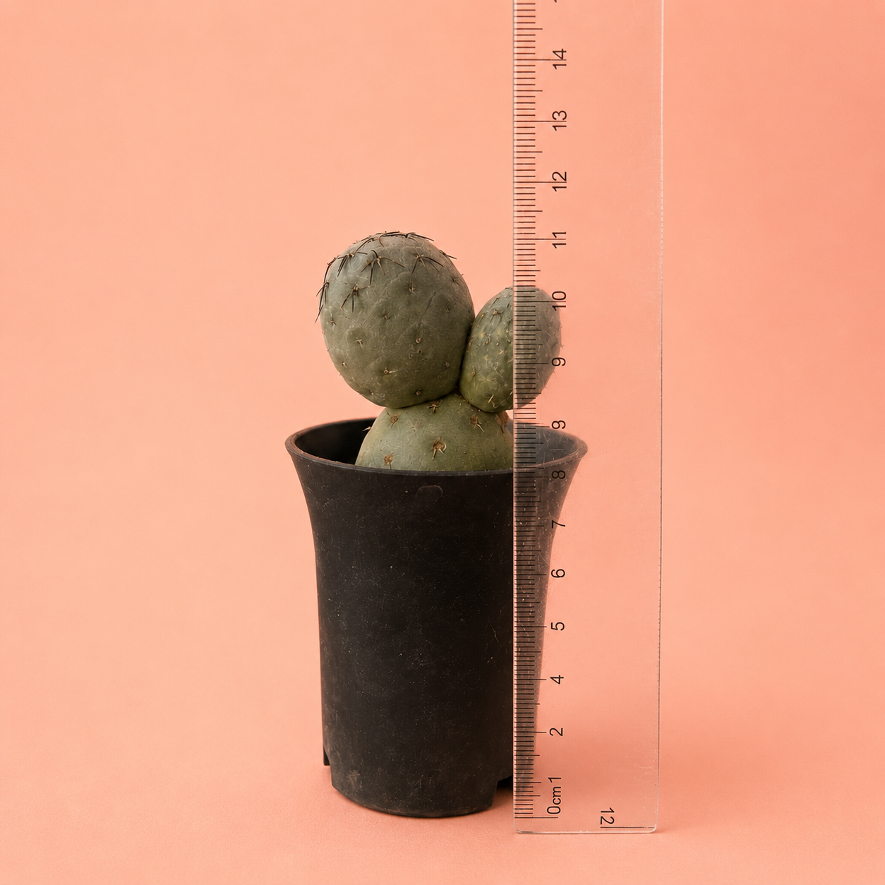 A small green cactus in a black plastic nursery pot, shown next to a clear plastic ruler with centimeter markings against a solid peach-pink background.