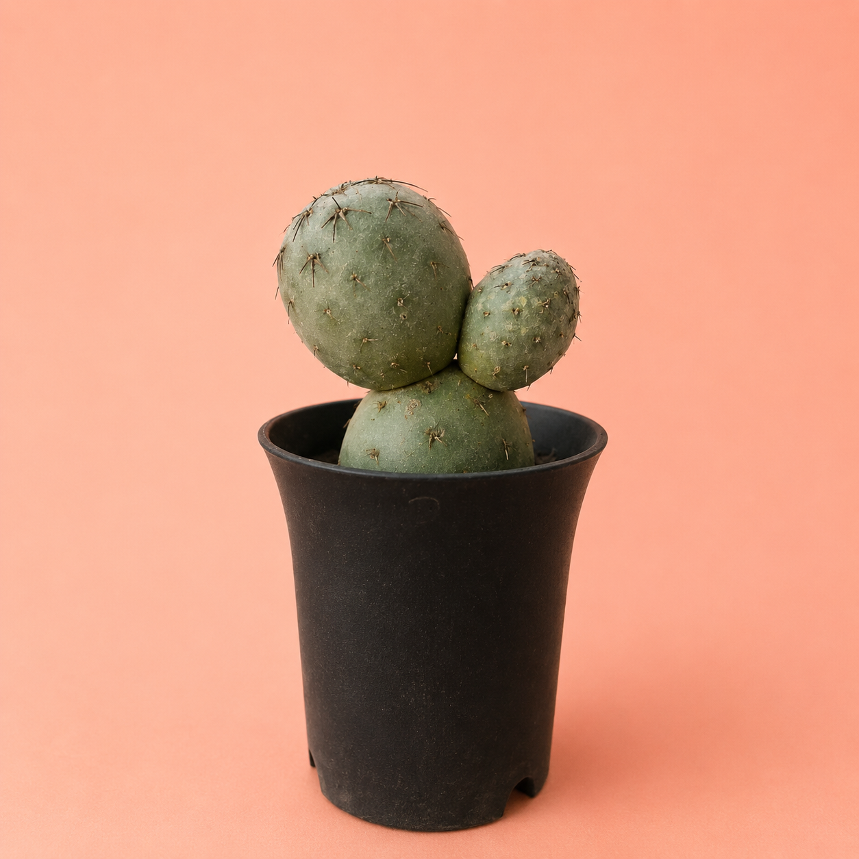 A small green prickly pear cactus in a black plastic nursery pot, set against a solid peach-pink background.