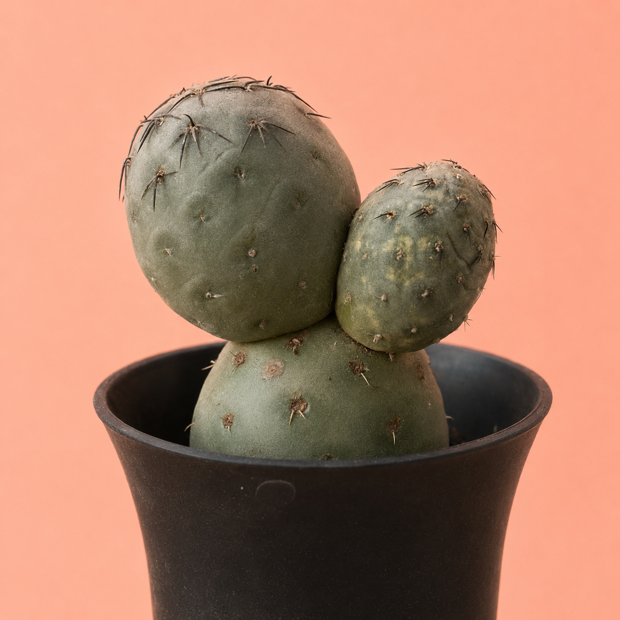 A small green prickly pear cactus with two round stems and several fine spines, potted in a matte black planter against a solid peach-pink background.