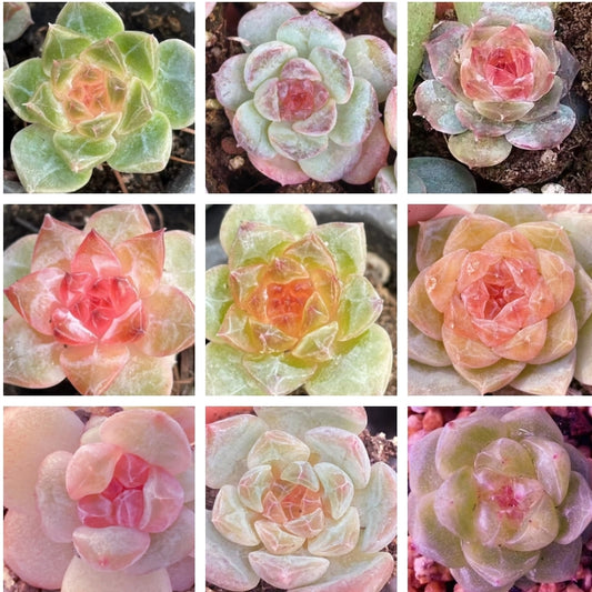 Echeveria Seeds, Rare Succulent Seeds for Home Growing, Home-Grown Succulent Varieties