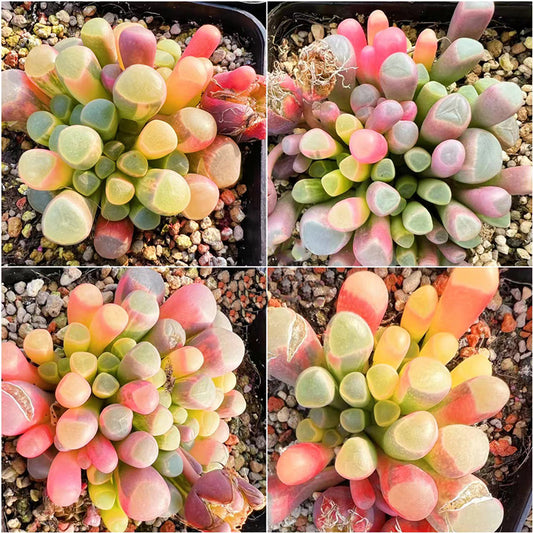 Pleiospilos Seeds, Rare Succulent Seeds for Home Growing, Home-Grown Succulent Varieties