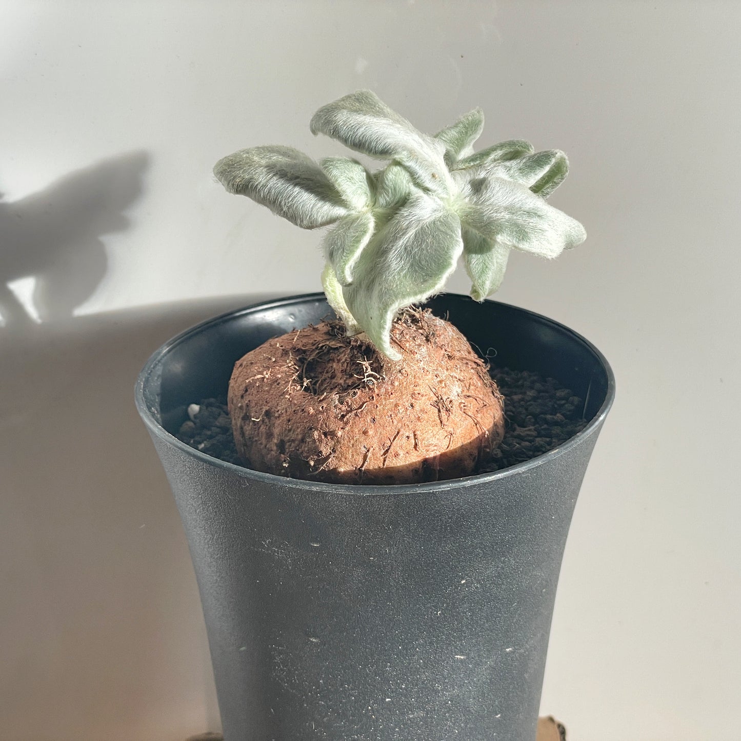 SINNINGIA LEUCOTRICHA 'Brazilian Edelweiss' Succulent Cactus, Caudiciform plant - 0