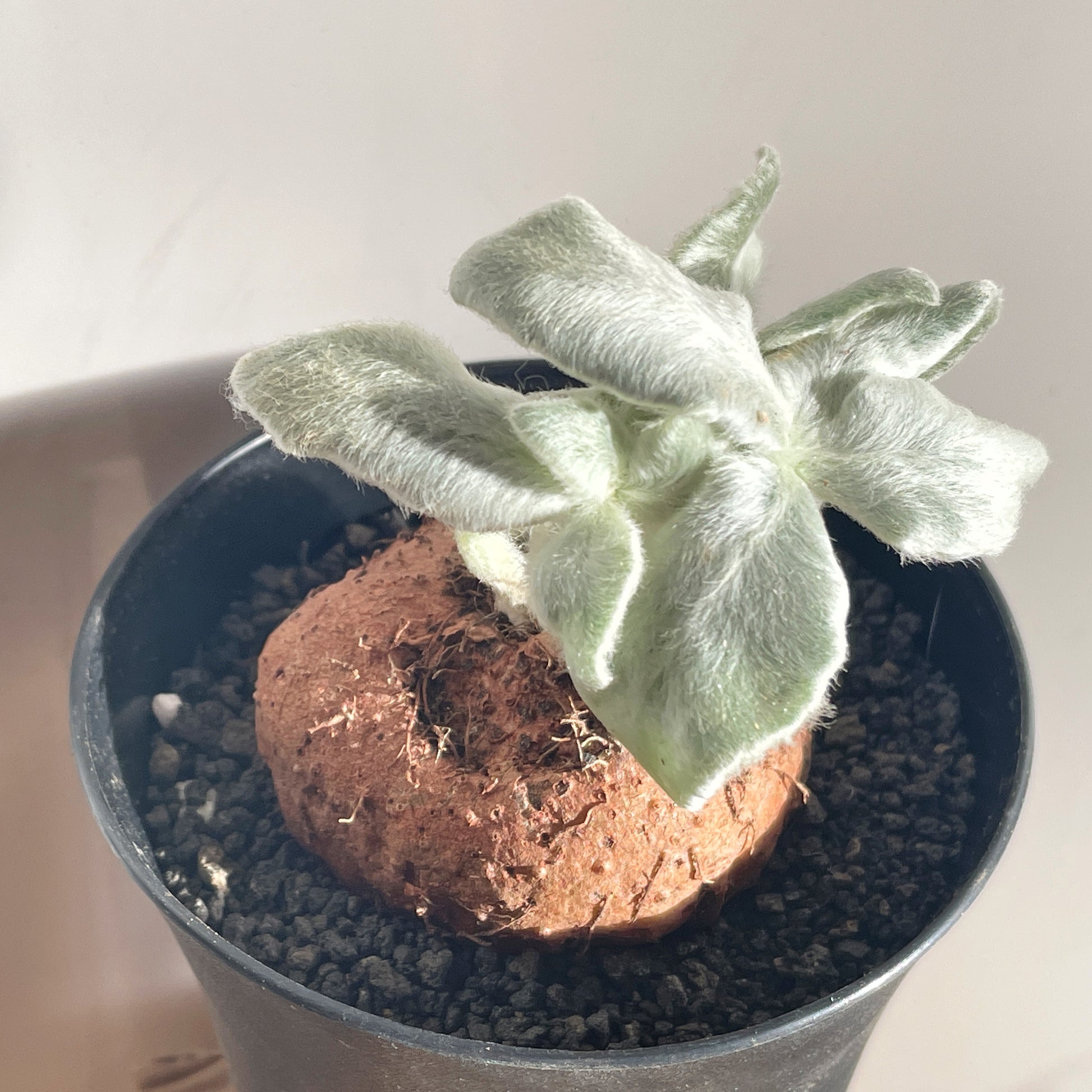 SINNINGIA LEUCOTRICHA 'Brazilian Edelweiss' Succulent Cactus, Caudiciform plant - 0